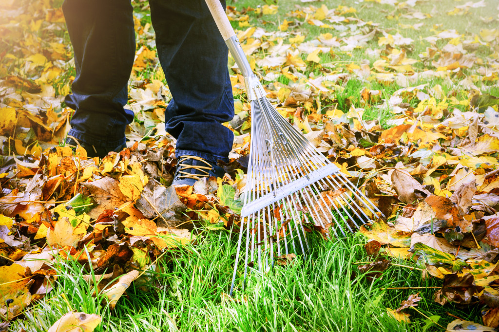 Gardener raking leaves in garden at home with a garden rake