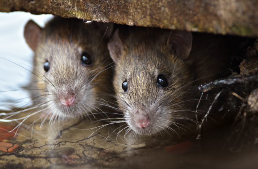 Rats in Your Home: The Dangers They Pose