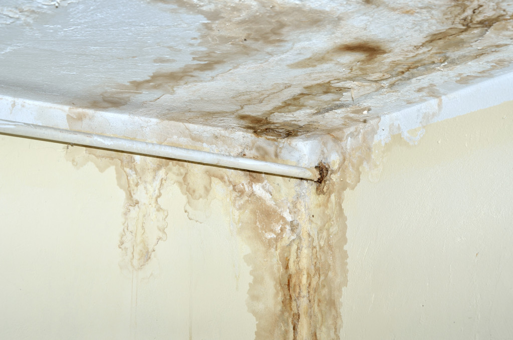 mold in corner of home